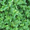 Alpine Currant #2 - Image 3